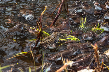 Common brown frogs gathered for mating season