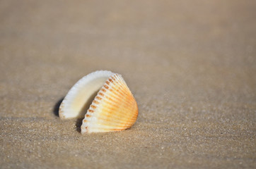 Fototapeta na wymiar Seashell on the sandy beach of the Black Sea coast, Ukraine. Shallow depth of field, close-up.