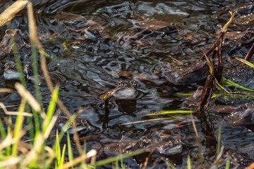 Naklejka na ściany i meble Common brown frogs gathered for mating season