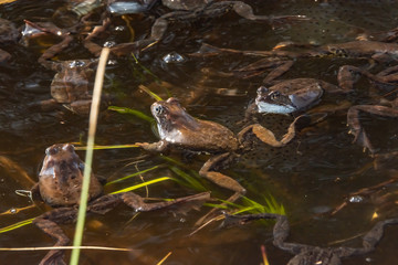 Common brown frogs gathered for mating season