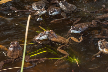 Common brown frogs gathered for mating season