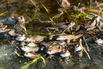 Common brown frogs gathered for mating season