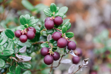 Overripe lingonberry. Vaccinium vitis-idaea (lingonberry, partridgeberry, mountain cranberry or...