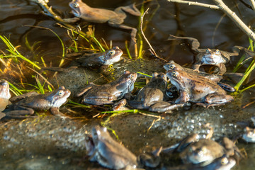 Common brown frogs gathered for mating season