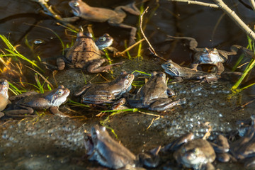 Common brown frogs gathered for mating season