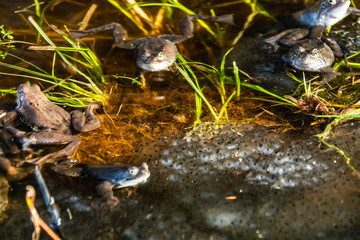 Common brown frogs gathered for mating season