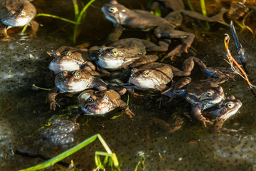 Common brown frogs gathered for mating season