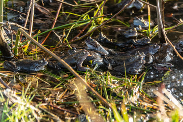 Common brown frogs gathered for mating season