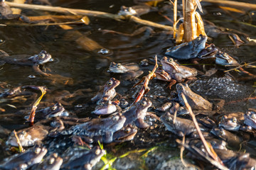 Common brown frogs gathered for mating season