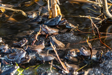 Fototapeta premium Common brown frogs gathered for mating season