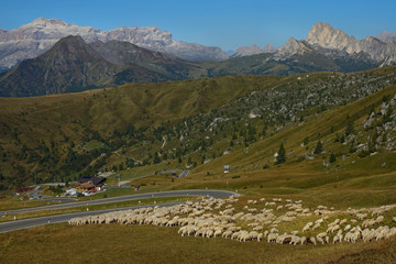 Fototapeta na wymiar DRONE: A large flock of sheep grazing by the empty switchback mountain road.