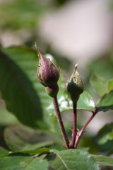 Rosenknospen