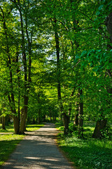 Fototapeta na wymiar Kurpark in Bad Aibling - Spazierweg im Schatten von Bäumen
