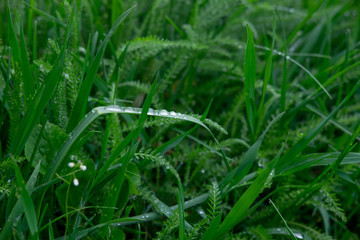 Raindrops on the green grass. Macro shooting of grass after rain. Spring young grass