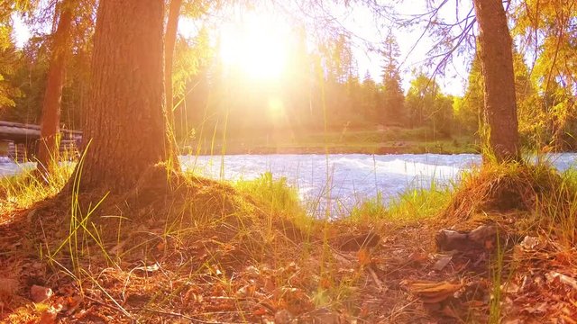 Meadow at mountain river bank. Landscape with green grass, pine trees and sun rays. Movement on motorised slider dolly.