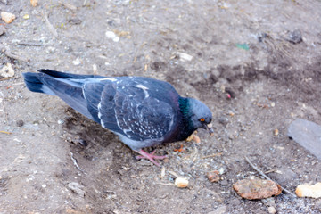 A hungry pigeon is eating bread. Feeding birds.