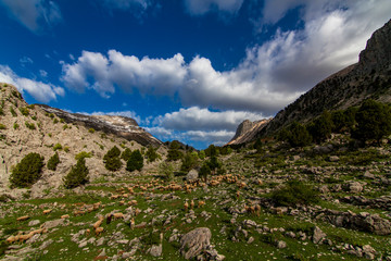 herd of sheep in the mountain