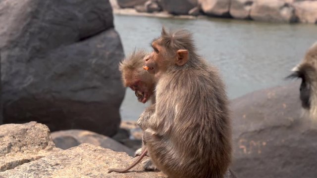 Terrible monkey suffering from a disease.