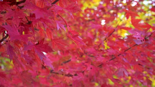 Red and Yellow tree leafs background, detailed closeup zoom, colorful fall season, wind movement backdrop