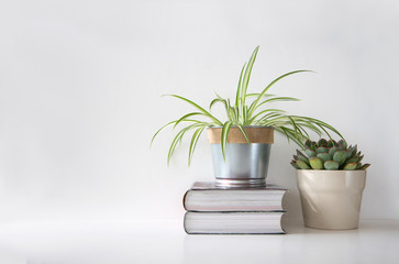 Succulent plant and a spider plant in different pots on top of books against white background,...