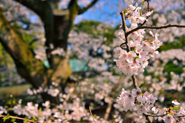 【神奈川県】横須賀市　諏訪大神社の桜