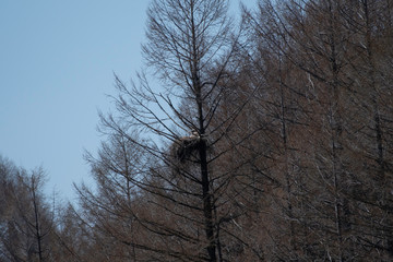 Nest of white-tailed eagle, child inside