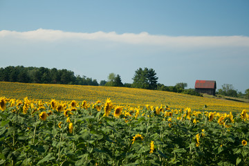 Sunflower Fields, Michigan