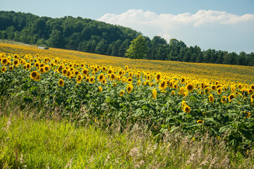 Sunflower Fields, Michigan