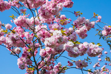 Cherry Blossom in Bloom