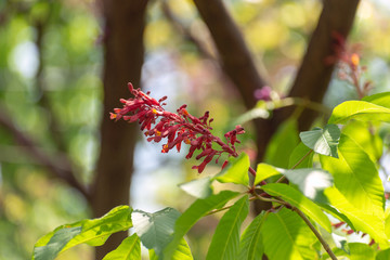 Red buckeye flowers, Aesculus pavia, in the spring. Hummingbird attractor.