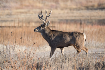 Naklejka na ściany i meble Wild Deer on the High Plains of Colorado