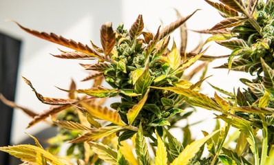 Popular cannabis strains in the world for recreational use harvesting marijuana.