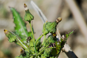 Abeja o avispa