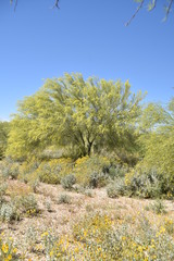 Fototapeta premium Arizona's beautiful palo verde tree in spring bloom