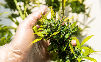 professional cannabis groving indoor. Growing new strains of marijuana in the greenhouse.