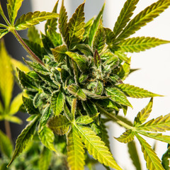 recreational use of marijuana among young people and the elderly. Medical cannabis CBD strains