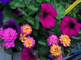 flowers in the garden