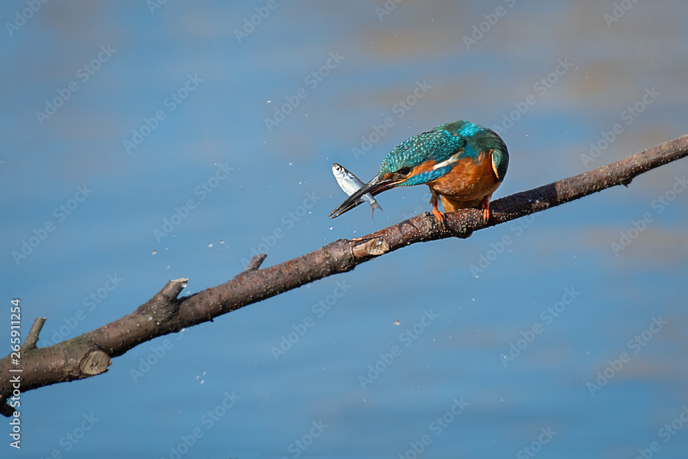 Aufkleber A kingfisher perched on a branch with a small fish in its beak  hitting it against the branch