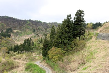Fototapeta na wymiar 山古志村の春の水田風景