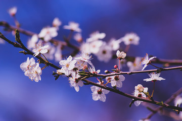 Closeup of cherry blossom in japanese park