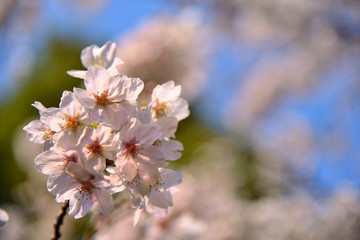 【神奈川県】横須賀市　諏訪大神社の桜
