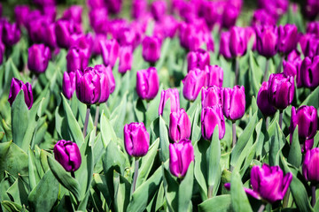 Obraz premium tulips