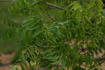 Azadirachta indica, commonly known as neem, nimtree or Indian lilac