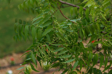 Fototapeta premium Azadirachta indica, commonly known as neem, nimtree or Indian lilac