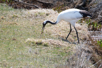Red-crowned crane feeding in the stream, spring, Hokkaido, Japan