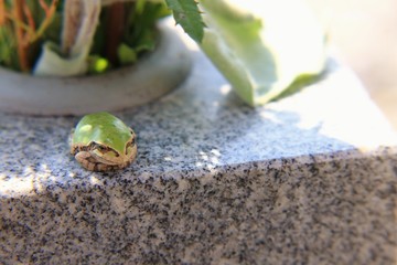 御影石の上にいるアマガエルです