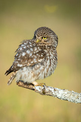 little owl Athene noctua