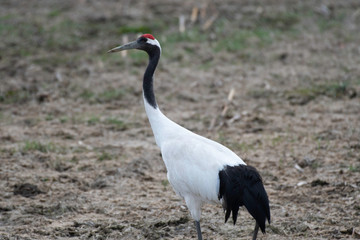Red-crowned crane in the field, in spring, Hokkaido, Japan