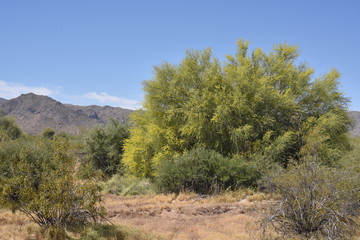 Arizona's beautiful palo verde tree in spring bloom