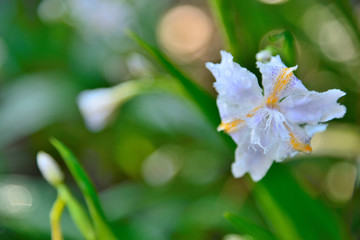 【神奈川県】横須賀市　諏訪大神社のシャガの花